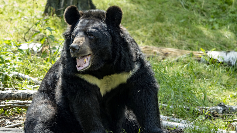 Asian black bear, or moon bear, seated