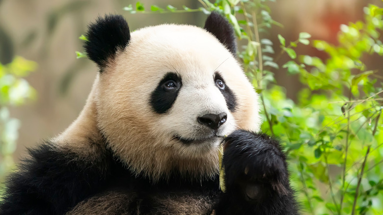 Giant panda chewing bamboo