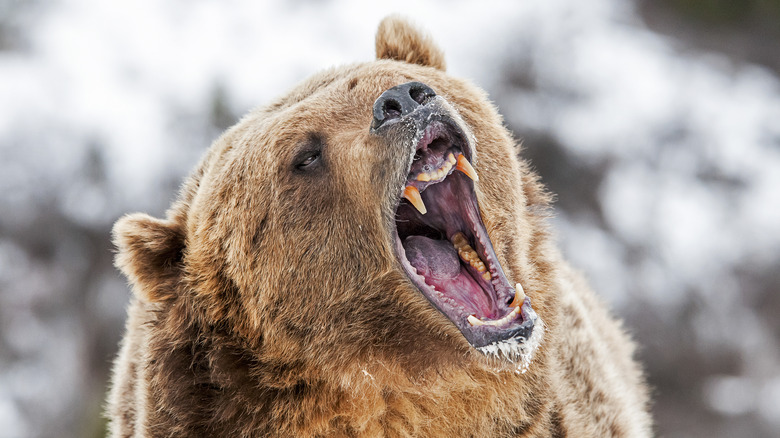 Roaring grizzly bear