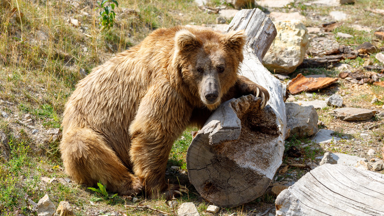 Himalayan brown bear seated on log
