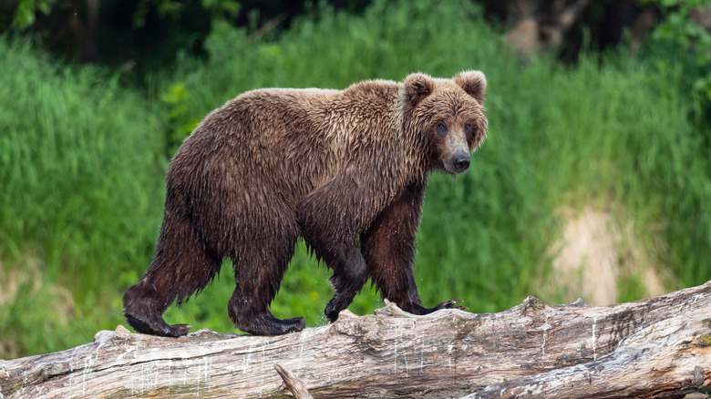 Russian Kamchatka brown bear 