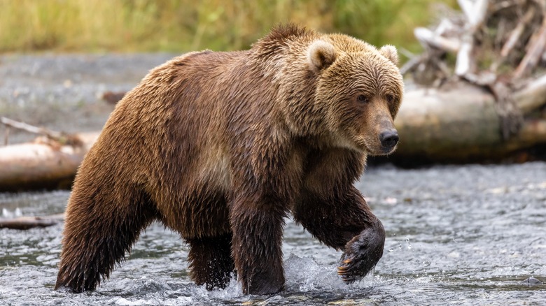 Kodiak bear in a river 
