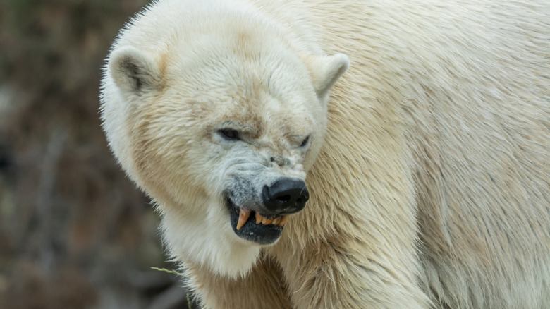 Polar bear baring its teeth 