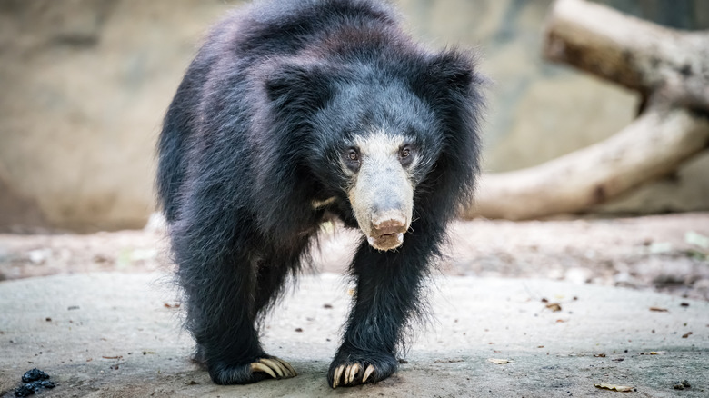 Sloth bear in aggressive stance 