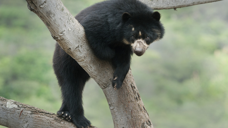 Spectacled bear standing in a tree