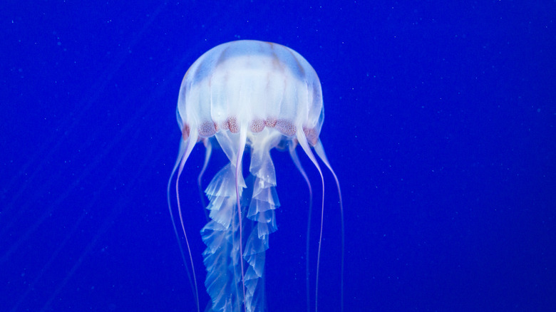 11 Types Of Jellyfish, Ranked By Danger Level