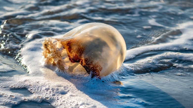 Cannonball jellyfish on the beach 