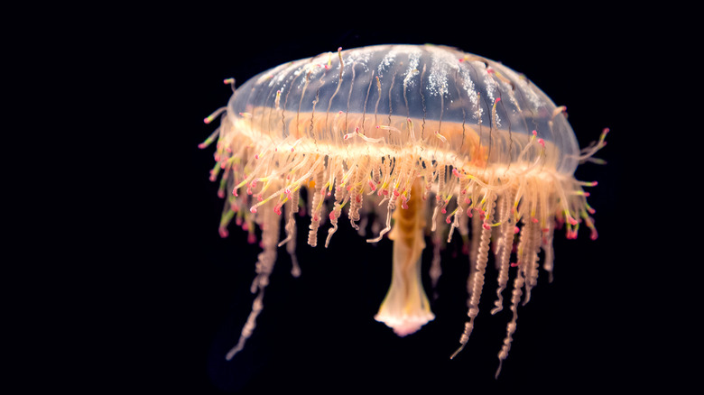 Isolated flower hat jellyfish 