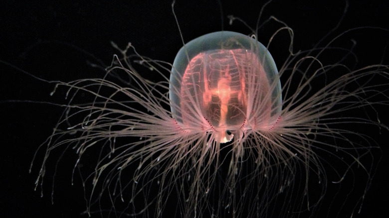 Isolated immortal jellyfish