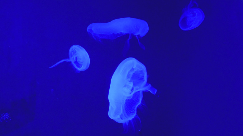Small glowing jellyfish 