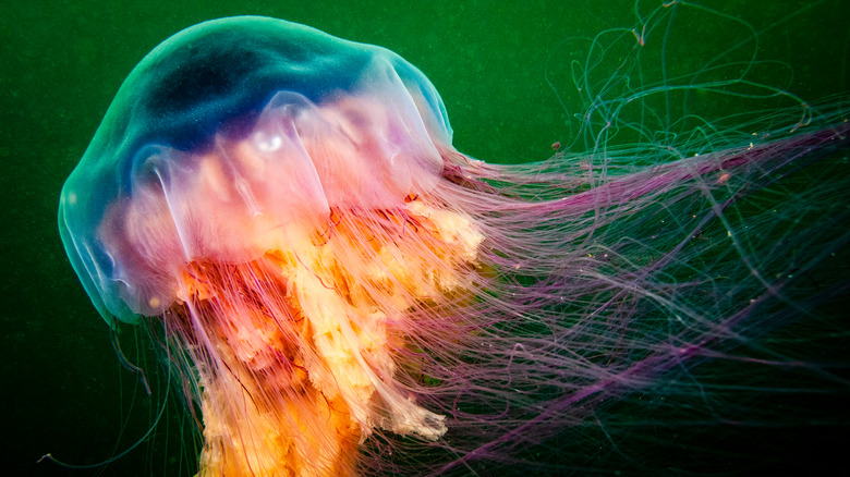 Giant lion's mane jellyfish 