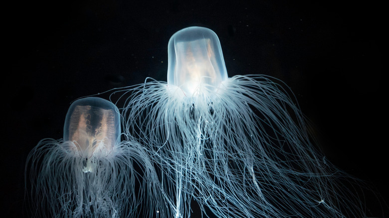 Sea wasp jellyfish 