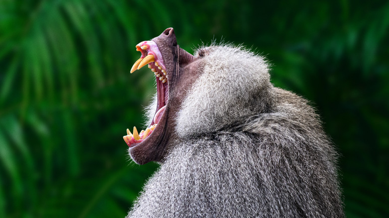 Baboon showing off teeth 