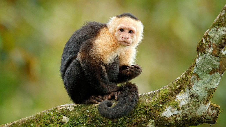 An innocent looking capuchin monkey in a tree