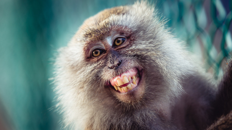 Barred teeth of a crab-eating macaque