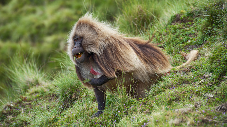 Wild gelada monkey on a hillside 