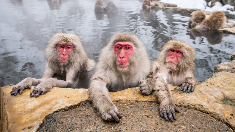 Three Japanese snow monkeys bathing 