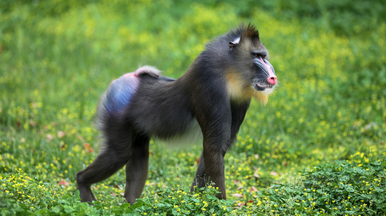 Mandrill in the forest 