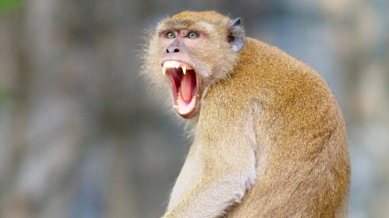Rhesus macaque showing its large teeth 