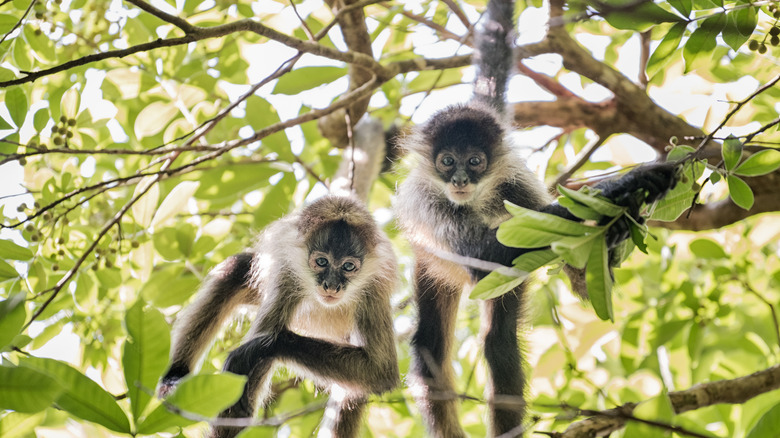 Two spider monkeys hanging in the trees