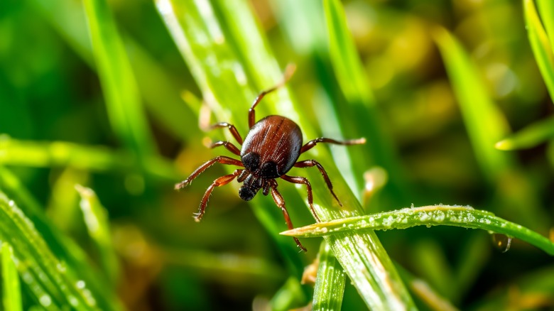 Common deer tick waiting in the grass