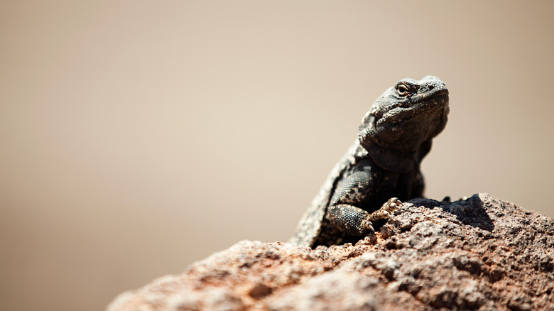 Lizard poking above rock