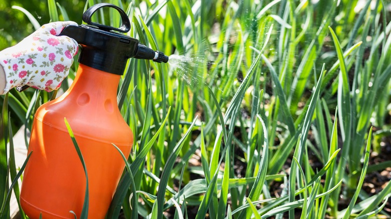 gardener spraying garlic plants