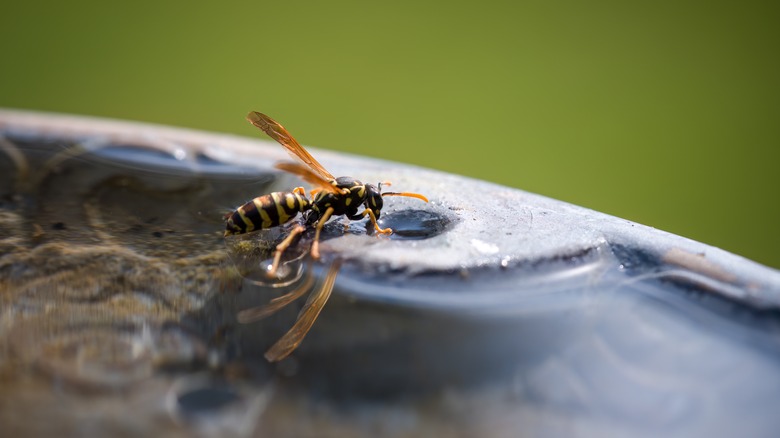 Wasp drinking water