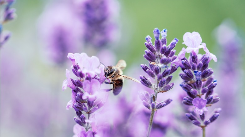 Honey bee pollinating lavender flowers