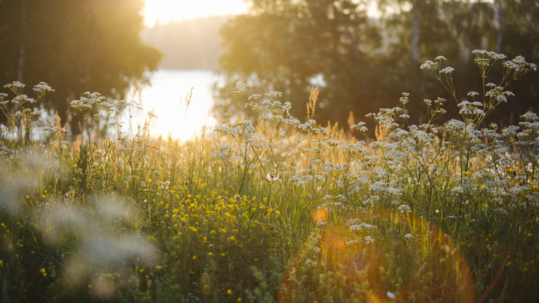 Wildflowers and weeds in meadow