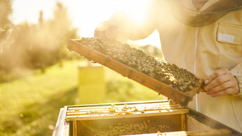 Beekeeper inspecting hives