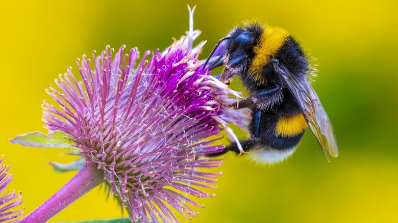 Bumblebee pollinating a flower