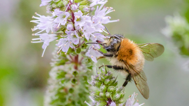 Bee pollinating peppermint