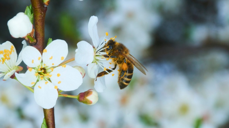 Honey bee pollinating apple blossoms