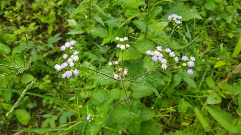 Thick weed layer in the grass