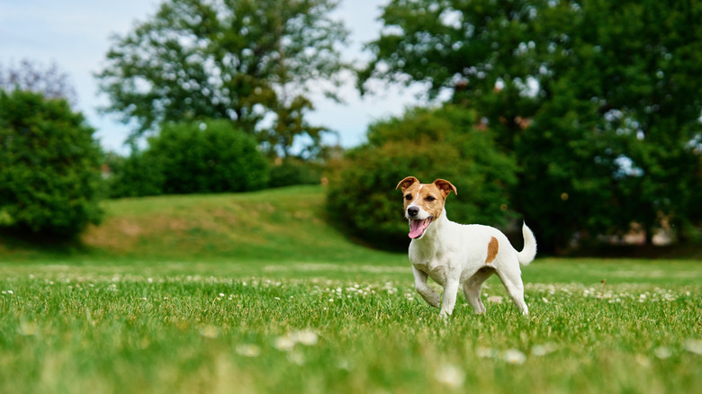 Dog running on the lawn