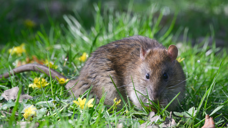 Closeup of a rat in a yard