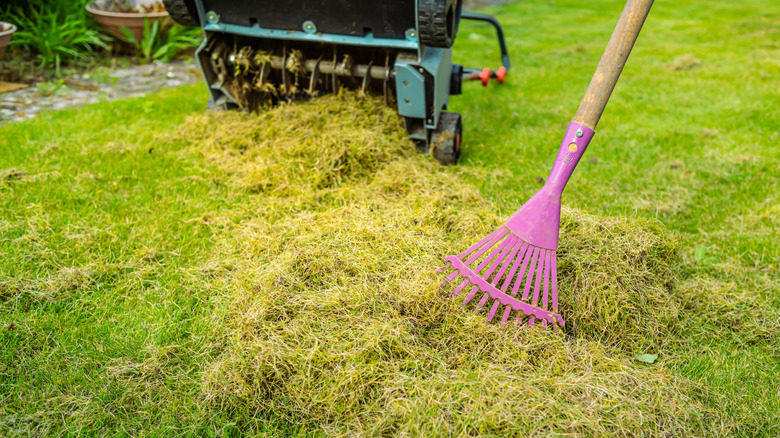 Raking thick lawn thatch