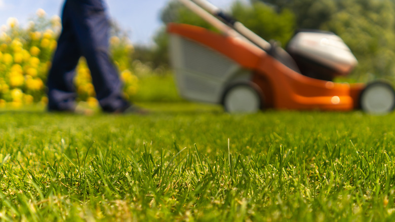 Mowing the grass too short