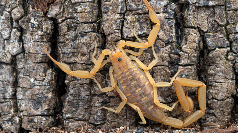 Arizona bark scorpion 