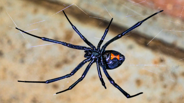 Black widow spider 