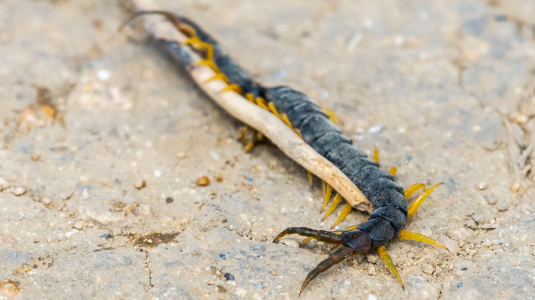 Common desert centipede 