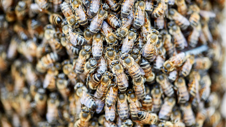 Swarm of African honey bees 