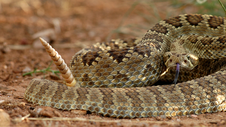 Mojave green rattlesnake 