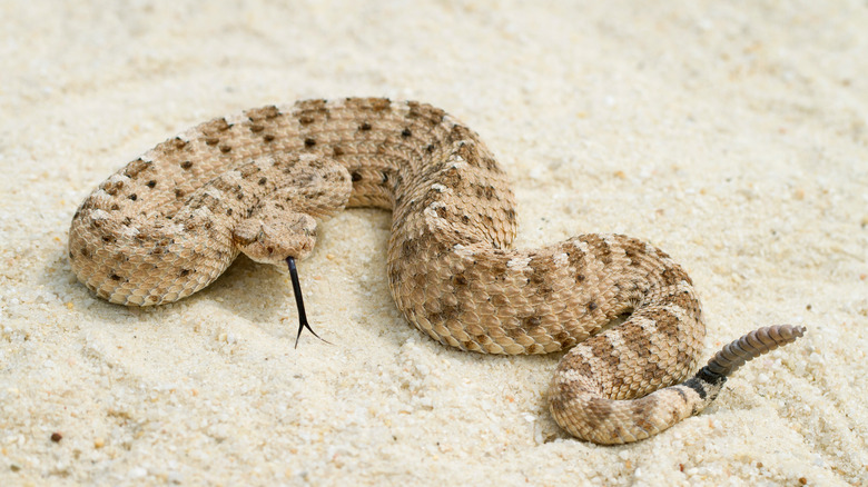 Sidewinder rattlesnake