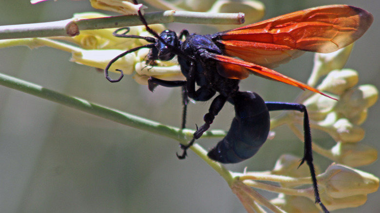 Tarantula wasp