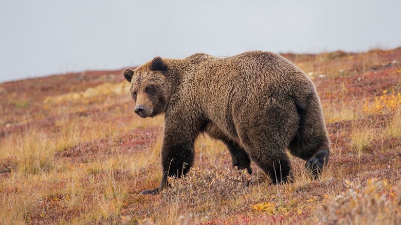 Grizzly bear in autumn in Denali National Park