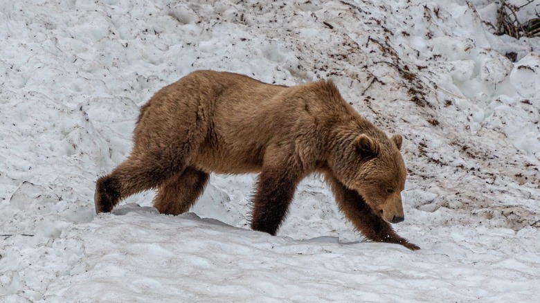 Brown bear walking in snow in Glacier Bay National Park