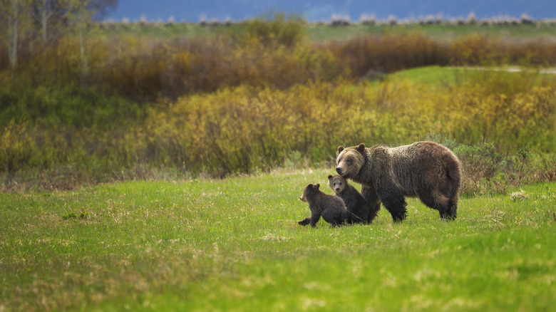 Grizzly and two cubs in Grand Teton National Park