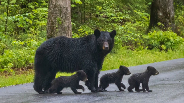 Mother bear and cubs crossing road at Great Smoky Mountains National Park